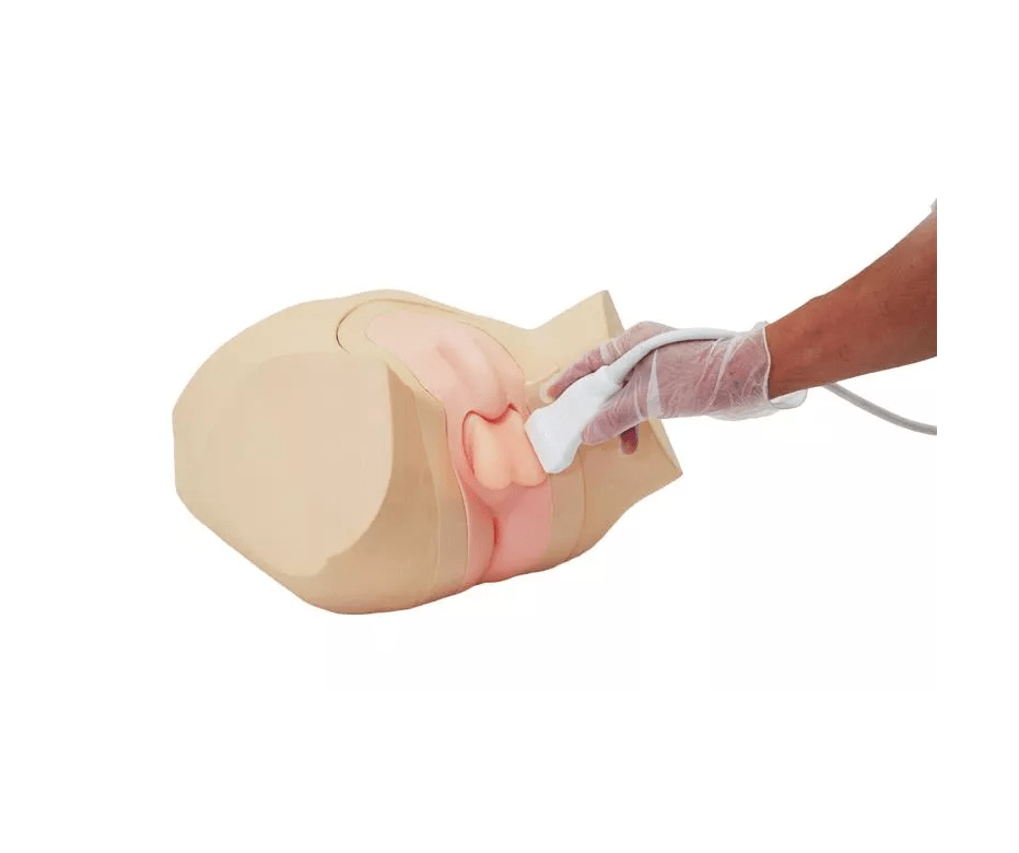 Hoden Ultraschall Phantom - Erler - Zimmer